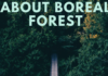 About boreal forest