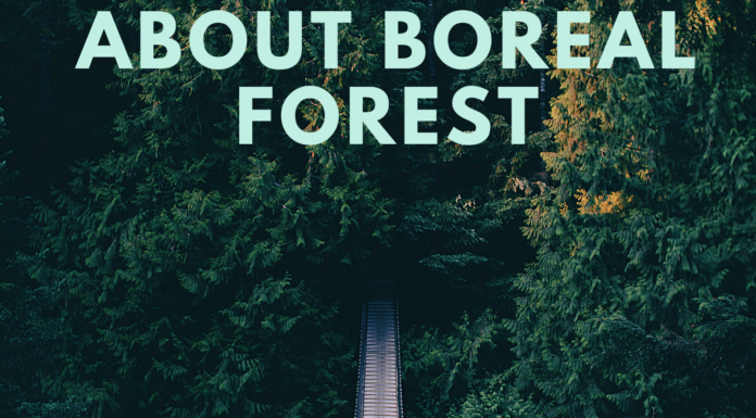 About boreal forest